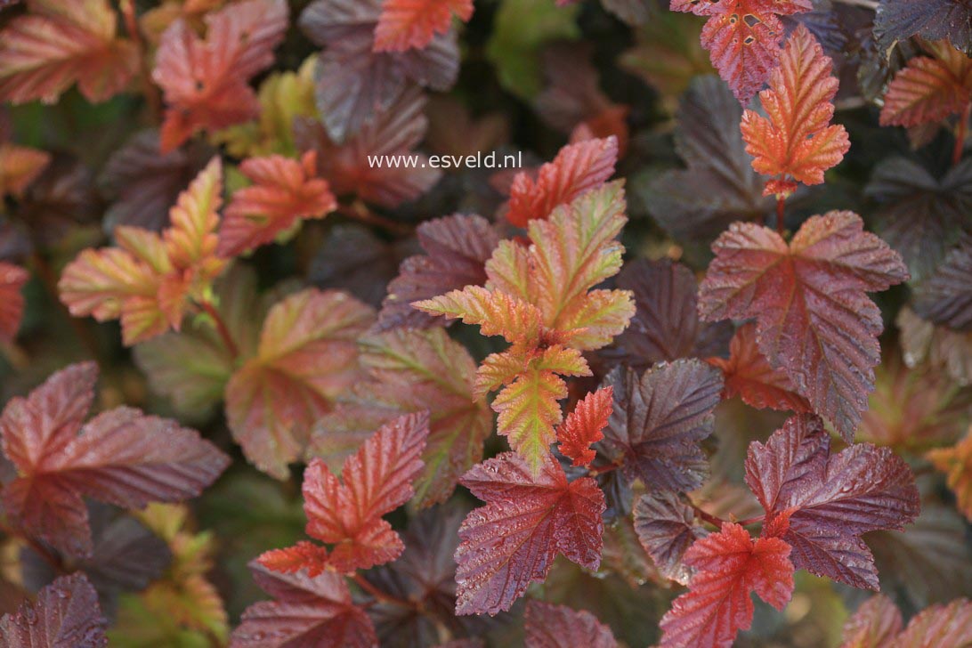 Physocarpus opulifolius 'Andre'