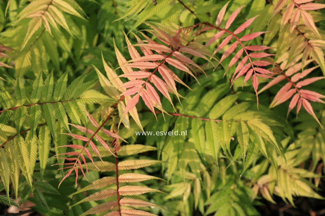 Sorbaria sorbifolia 'Sem'