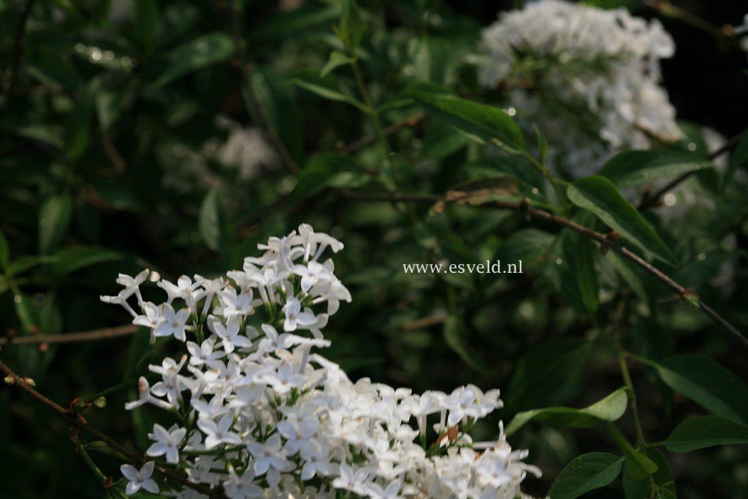 Syringa persica 'Alba'