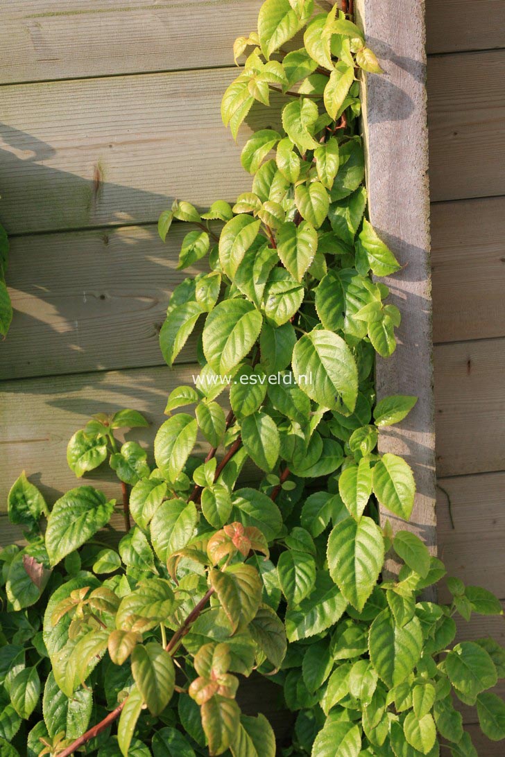 Hydrangea anomala