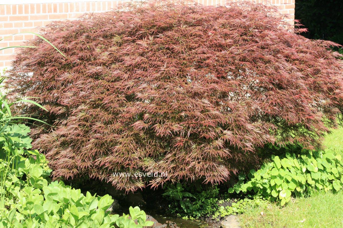 Acer palmatum 'Ornatum'