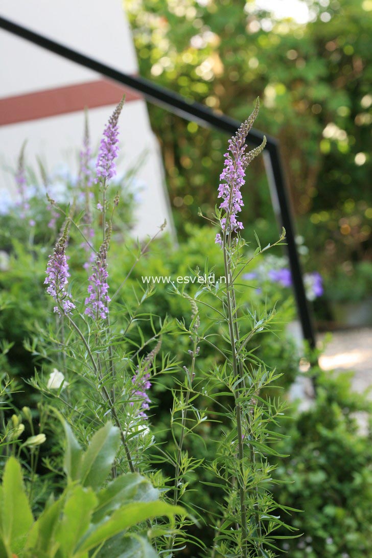 Linaria purpurea