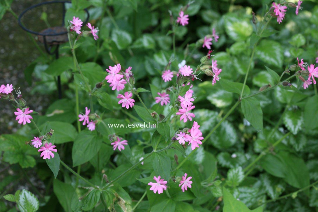 Lychnis flos-cuculi