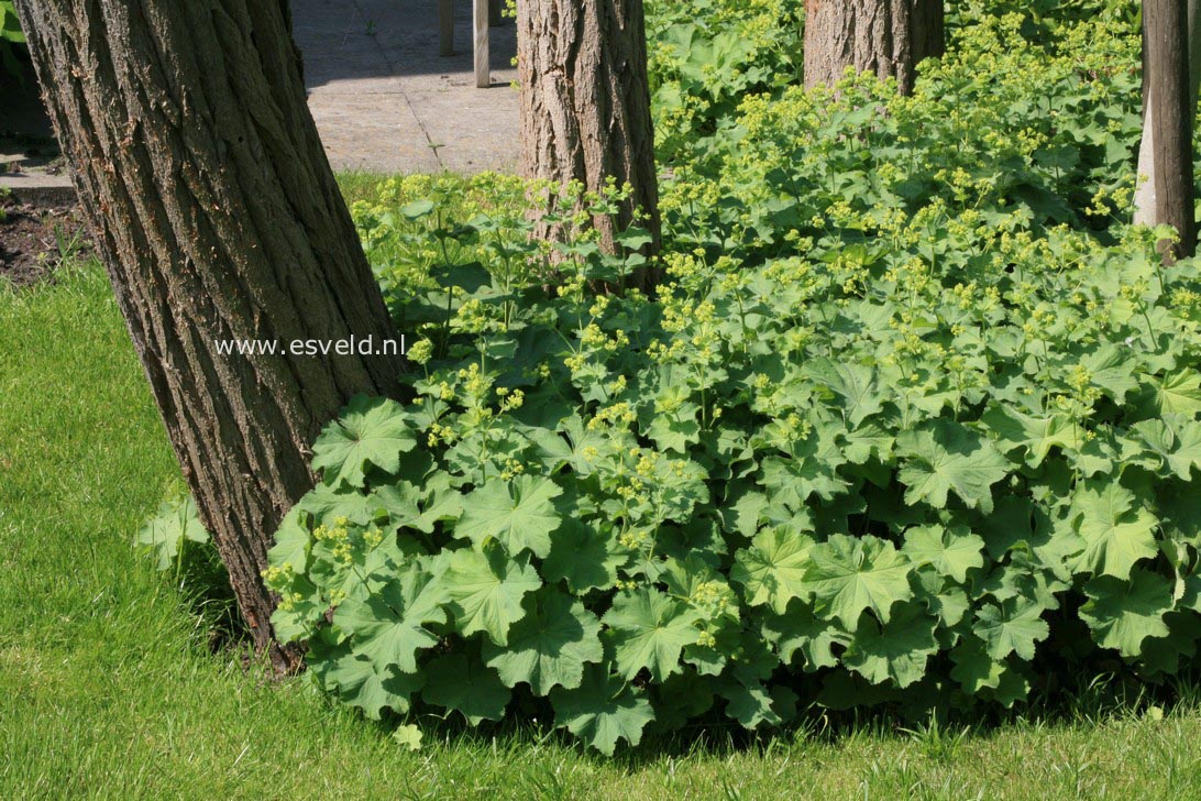 Alchemilla mollis