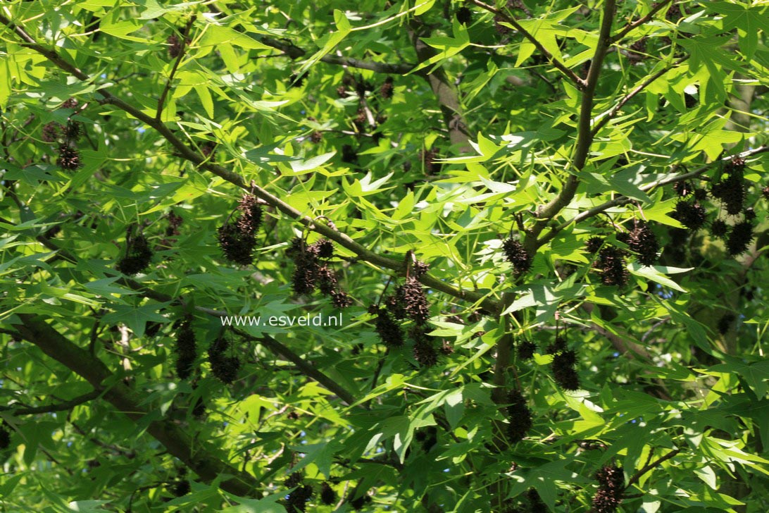 Liquidambar styraciflua 'Worplesdon'