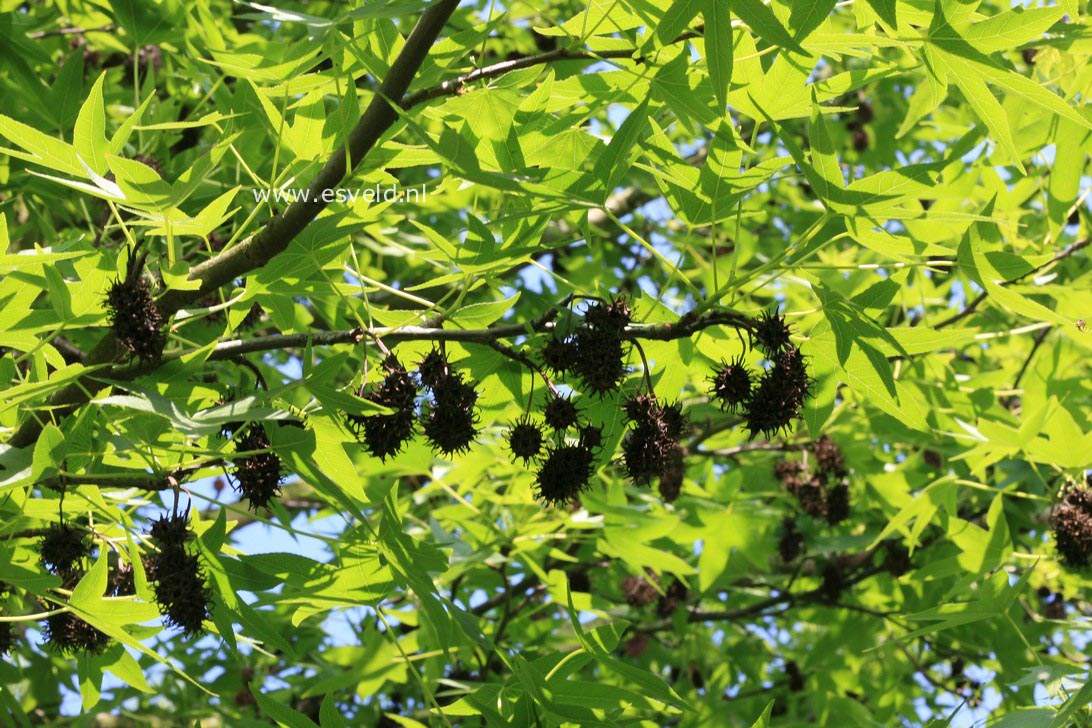 Liquidambar styraciflua 'Worplesdon'