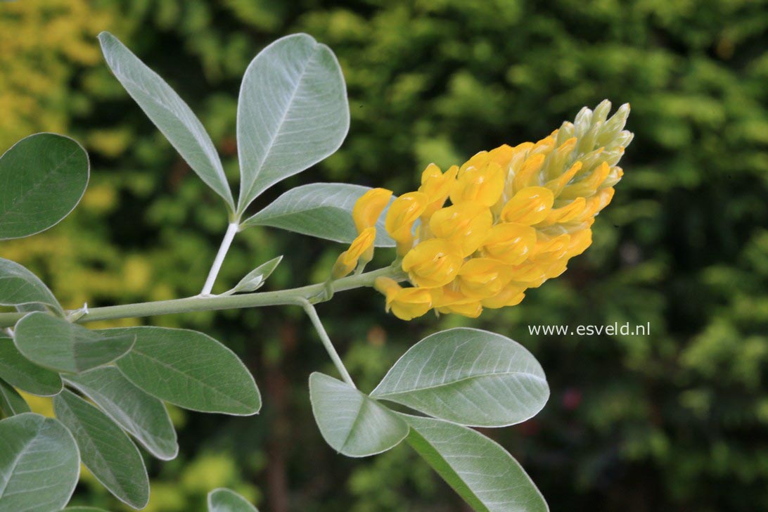 Argyrocytisus battandieri