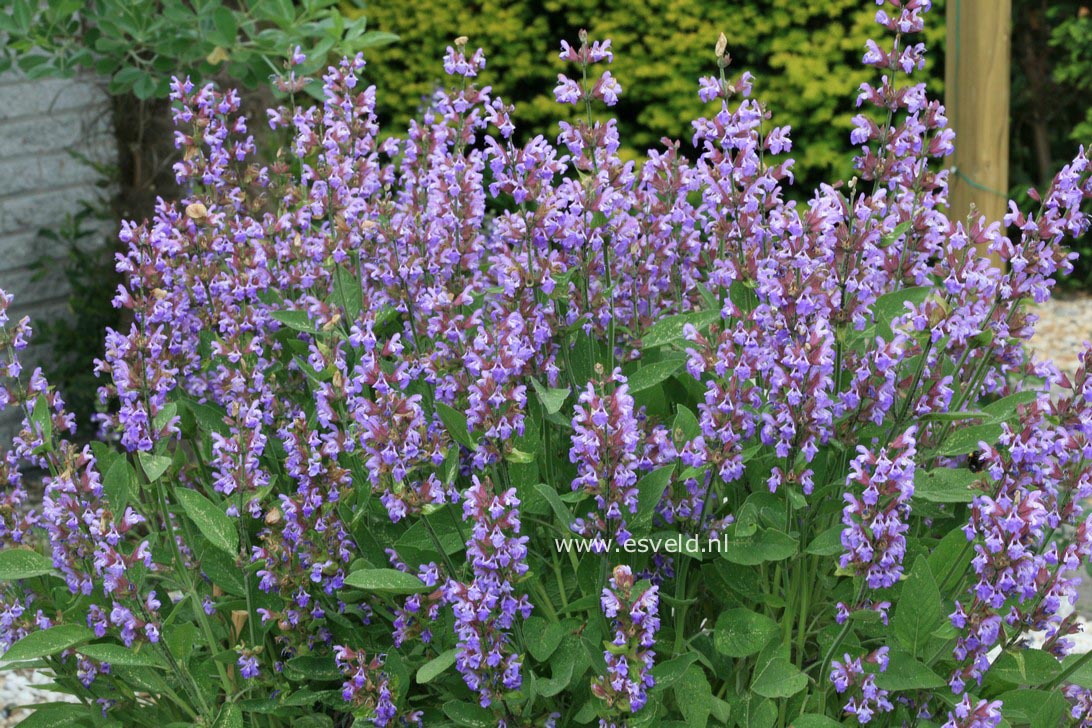 Salvia officinalis