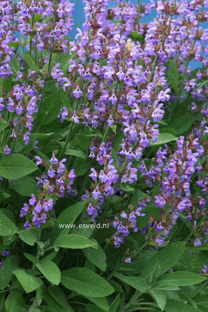 Salvia officinalis