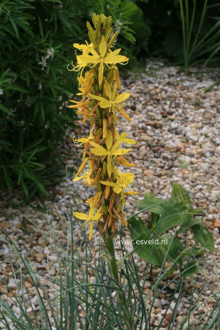 Asphodeline lutea