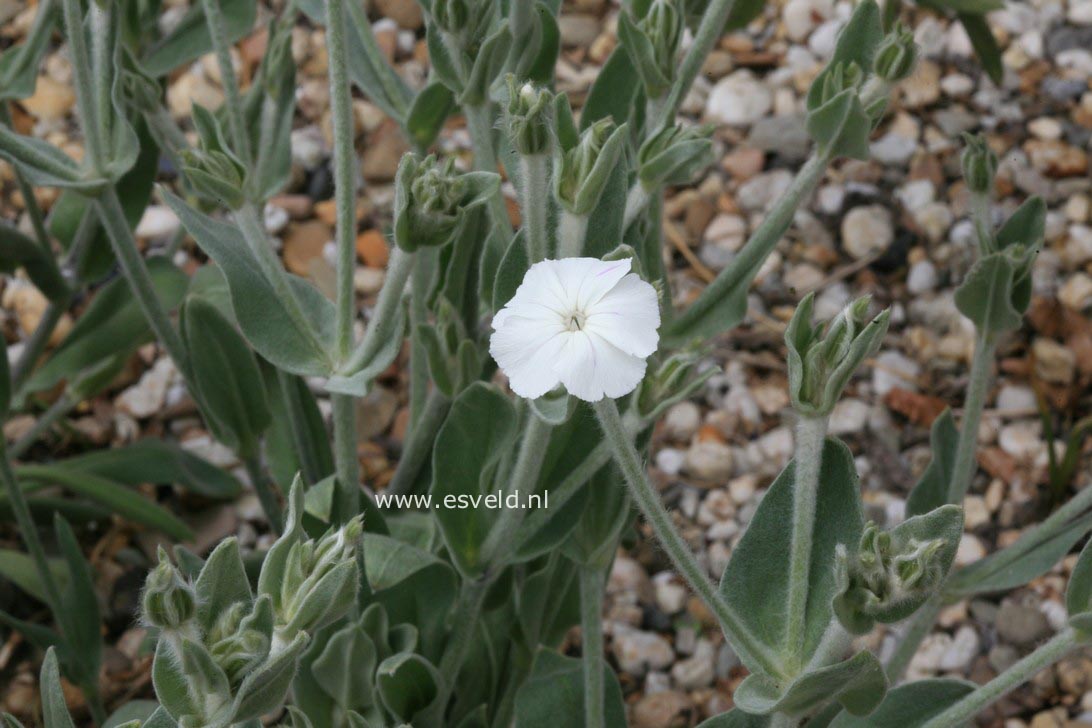 Lychnis coronaria 'Alba'