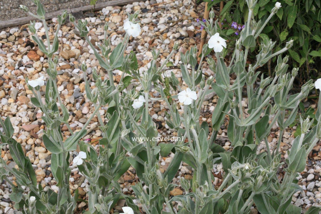 Lychnis coronaria 'Alba'