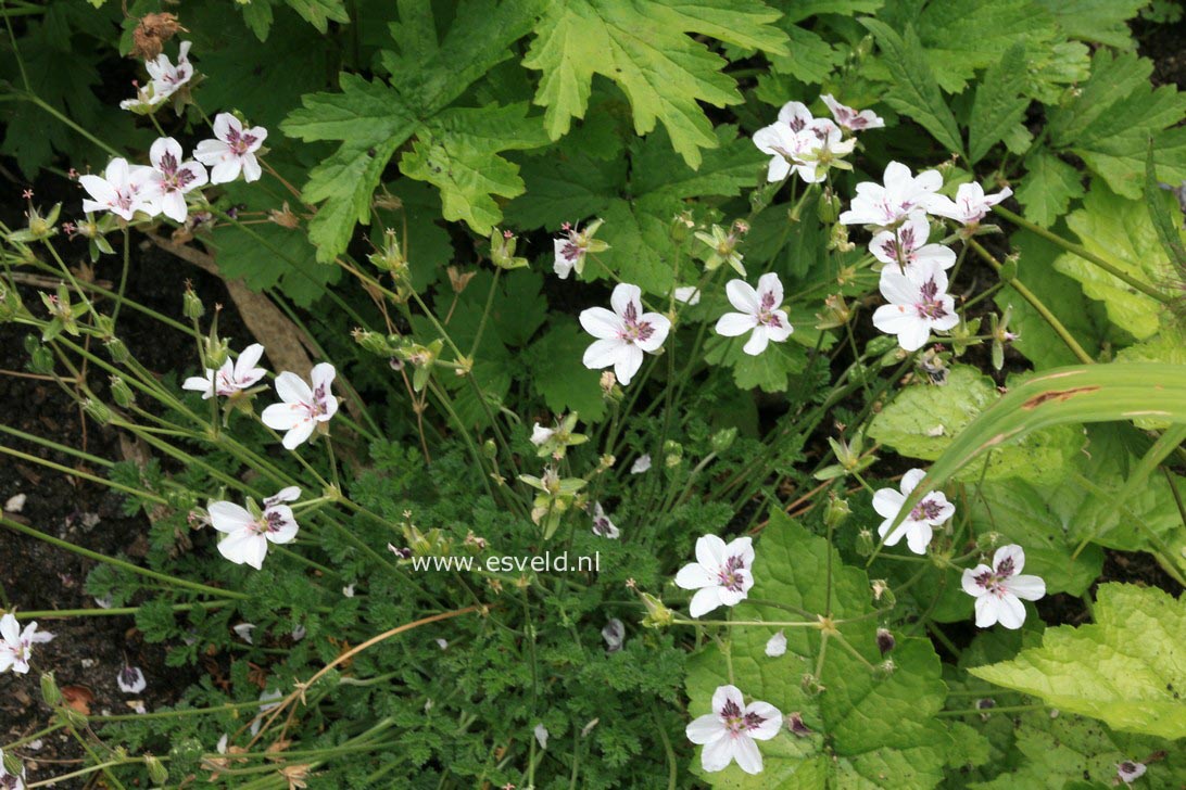 Erodium guttatum