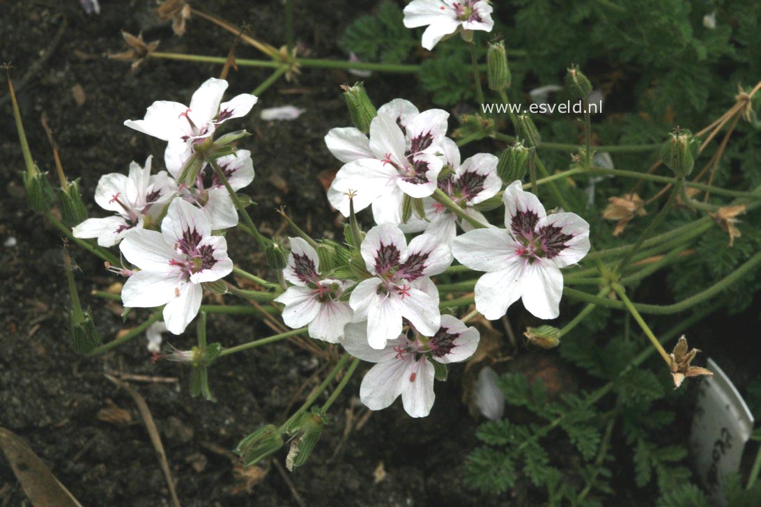 Erodium guttatum