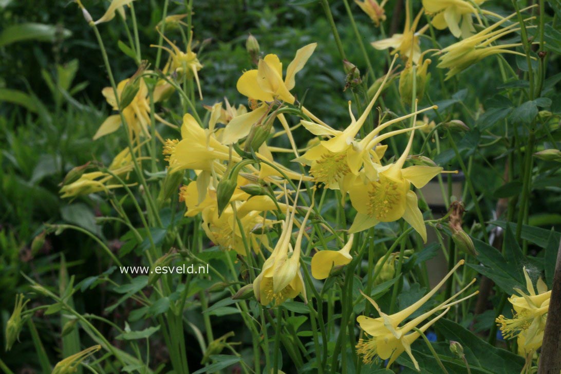 Aquilegia chrysantha 'Yellow Queen'