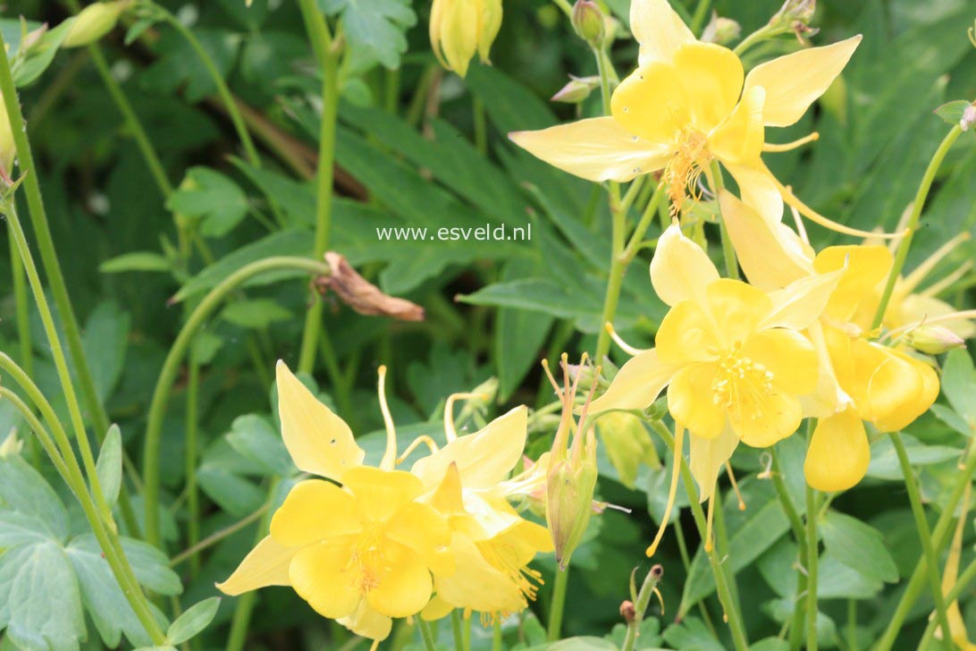 Aquilegia chrysantha 'Yellow Queen'