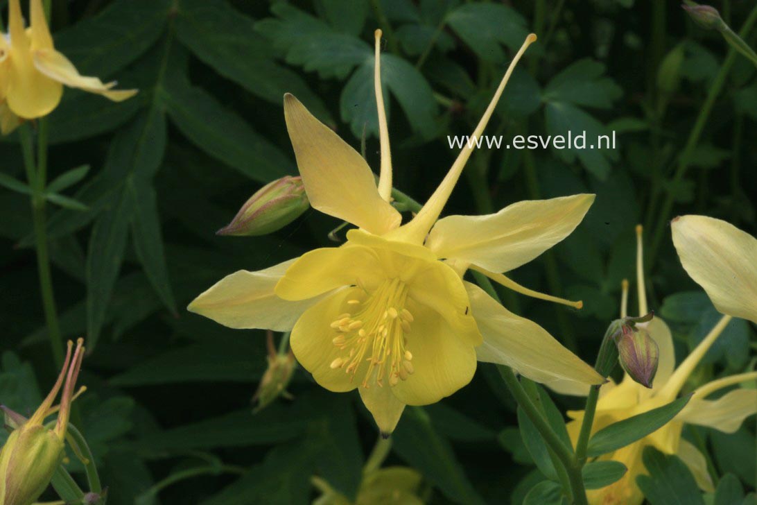 Aquilegia chrysantha 'Yellow Queen'