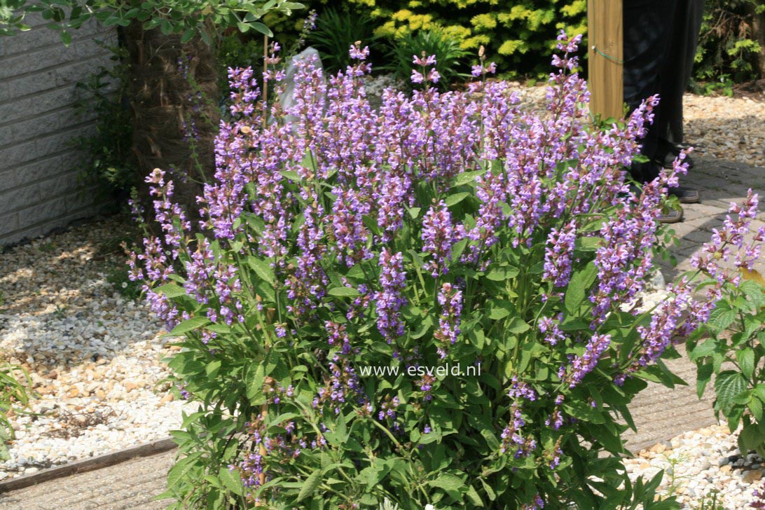 Salvia officinalis