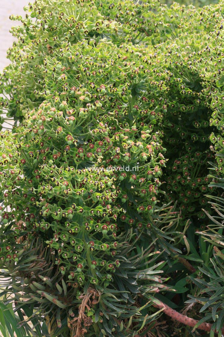 Euphorbia characias 'Black Pearl'