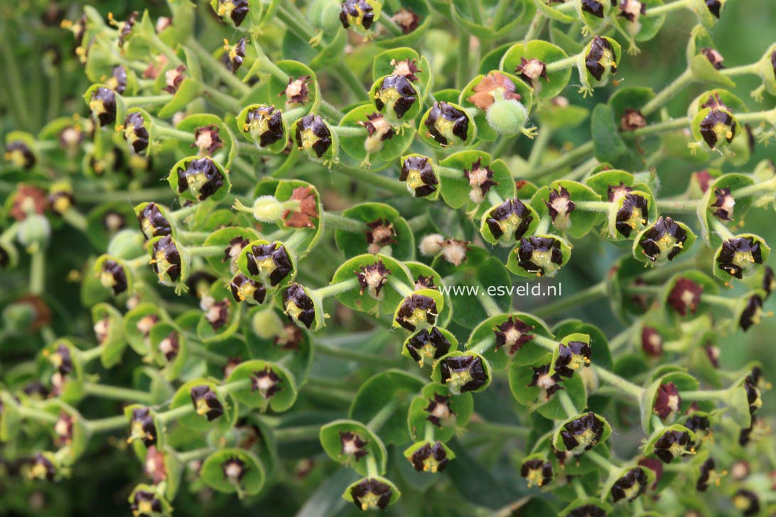 Euphorbia characias 'Black Pearl'