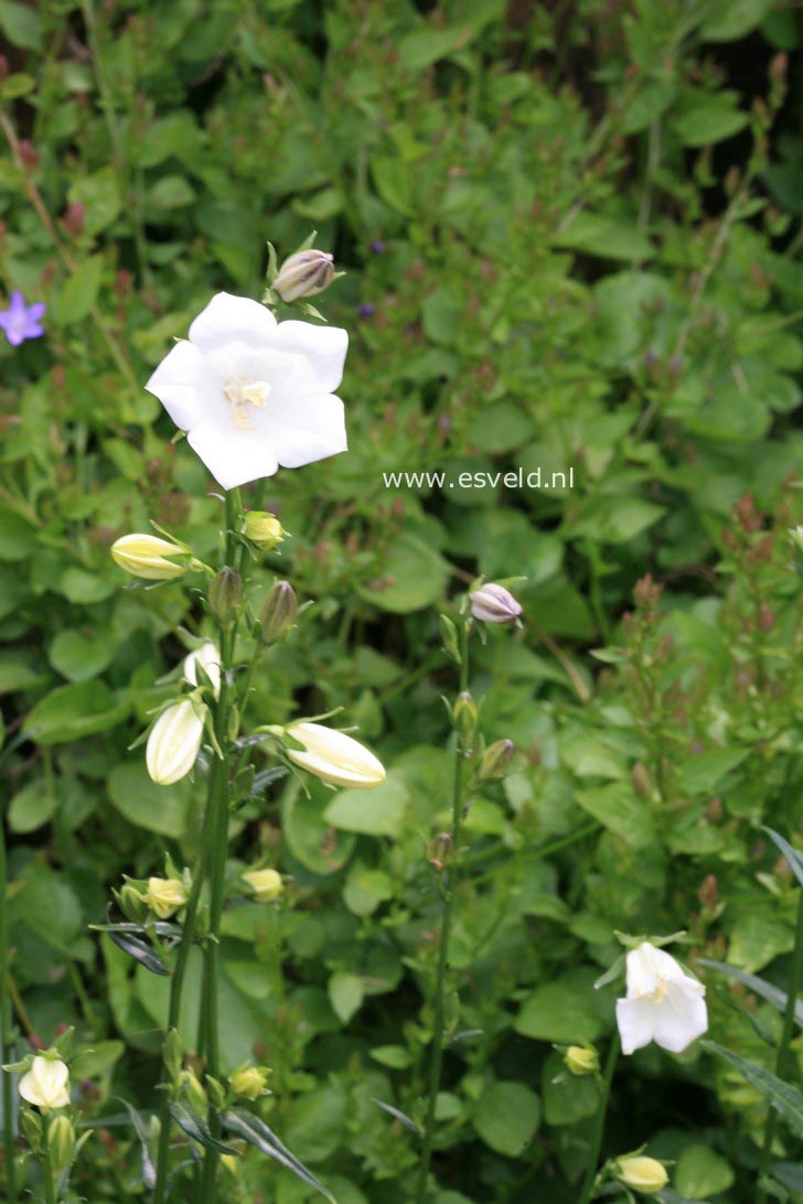 Campanula persicifolia 'Alba'