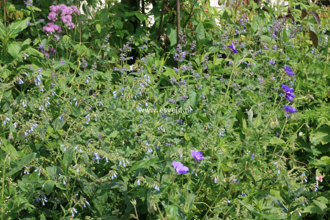 Symphytum azureum