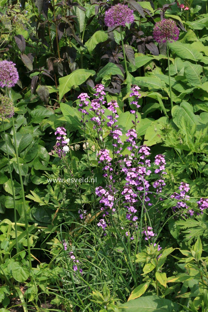 Erysimum 'Bowles Mauve'