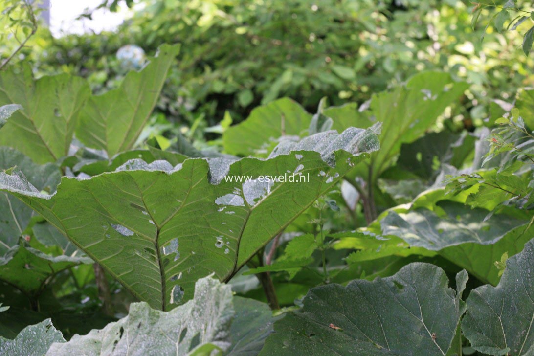 Petasites hybridus