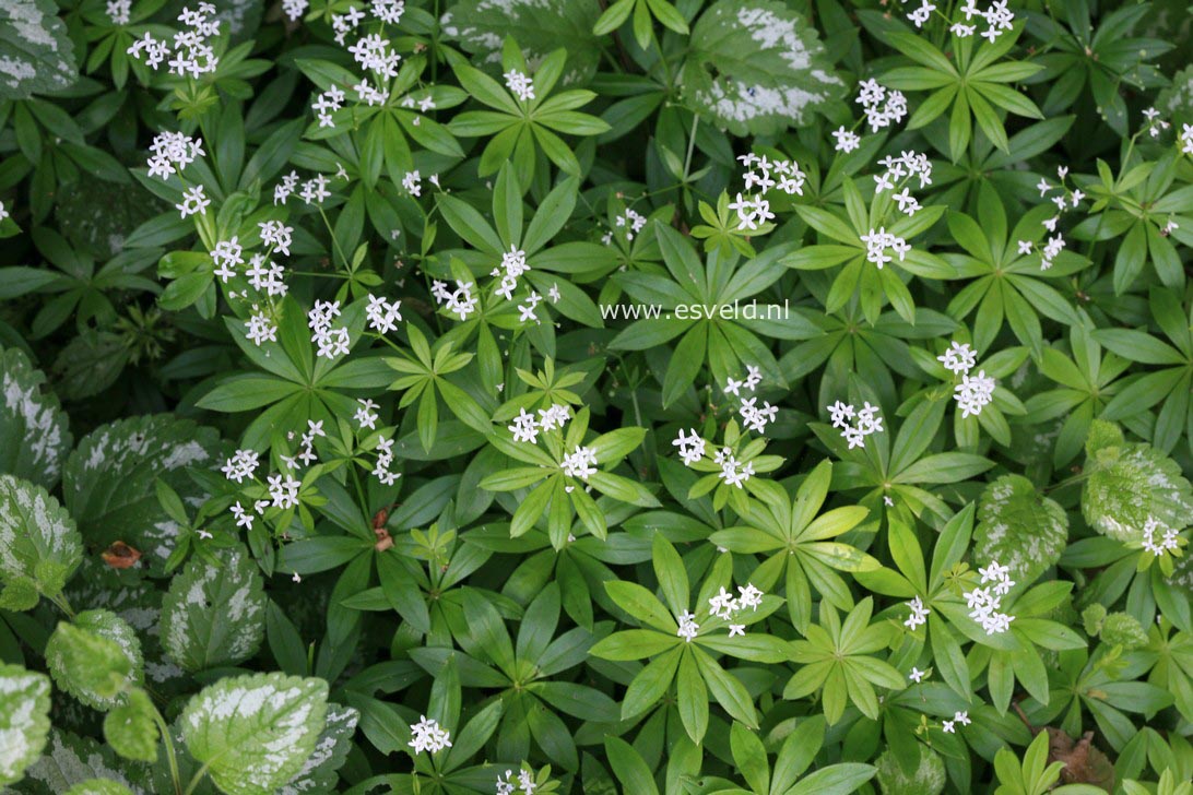 Galium odoratum