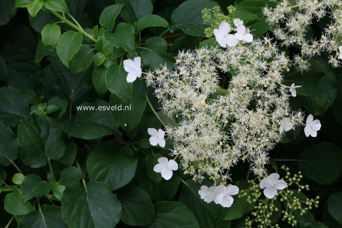 Hydrangea anomala petiolaris