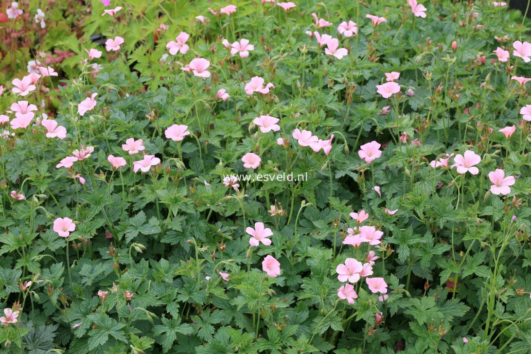 Geranium endressii 'Wargrave Pink'