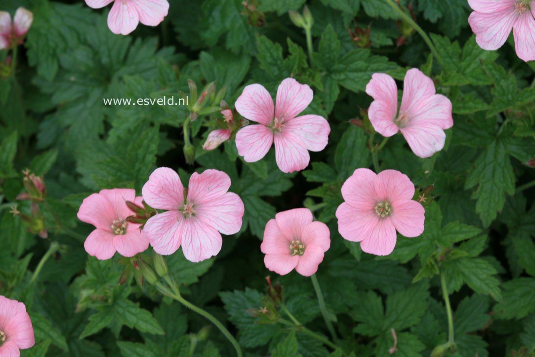 Geranium endressii 'Wargrave Pink'