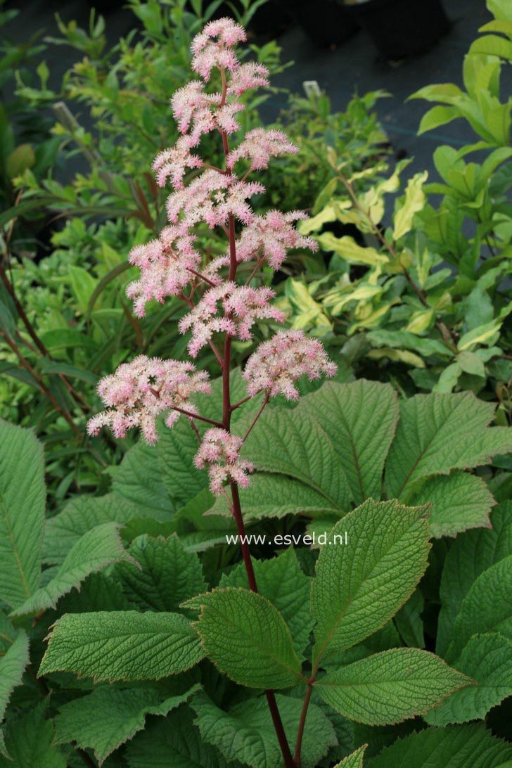 Rodgersia pinnata 'Elegans'