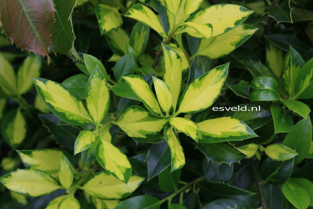 Plantentuin Esveld