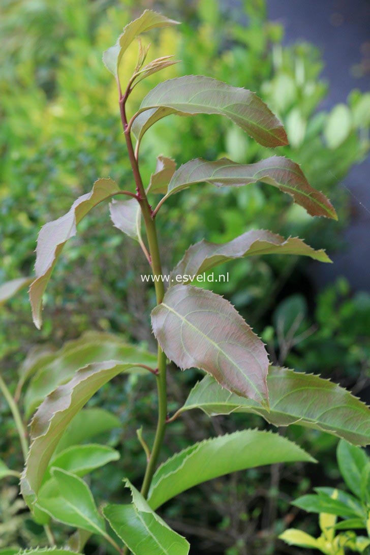 Itea yunnanensis