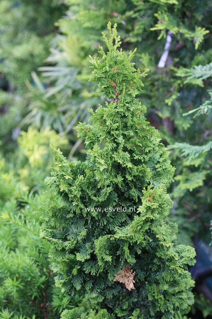 Thuja occidentalis 'Spiralis'