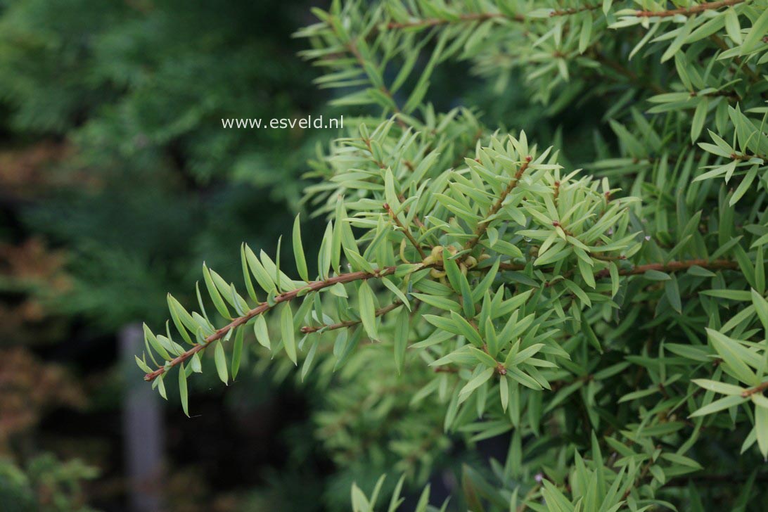 Podocarpus totara