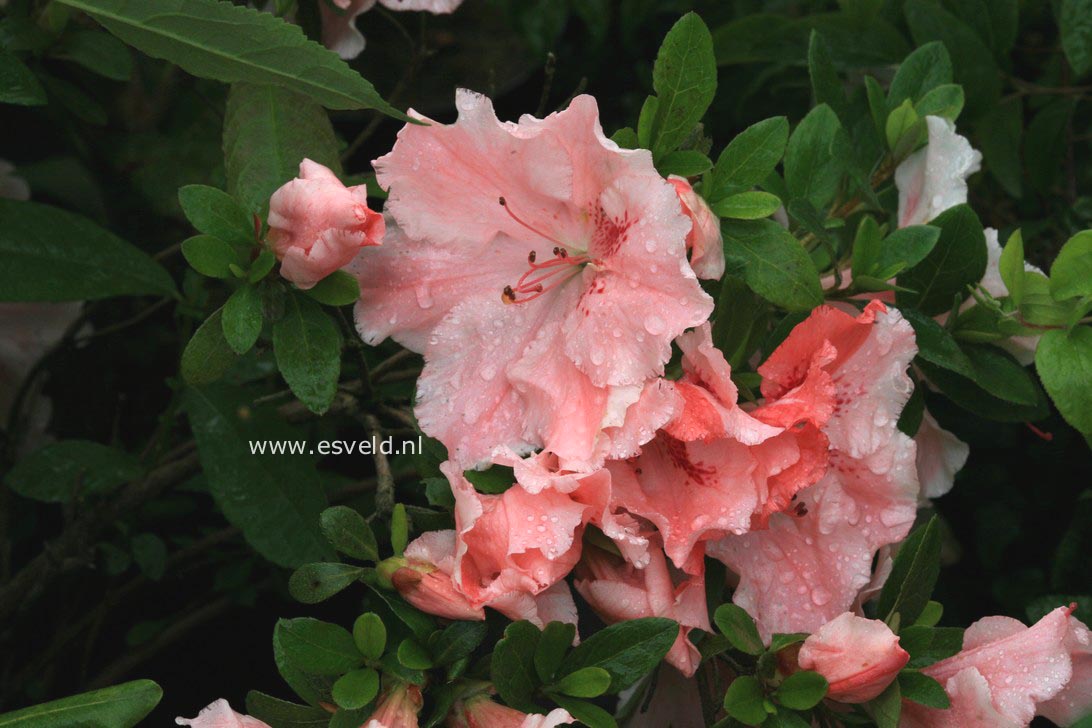 Picture and description of Azalea 'Hilda Niblett'