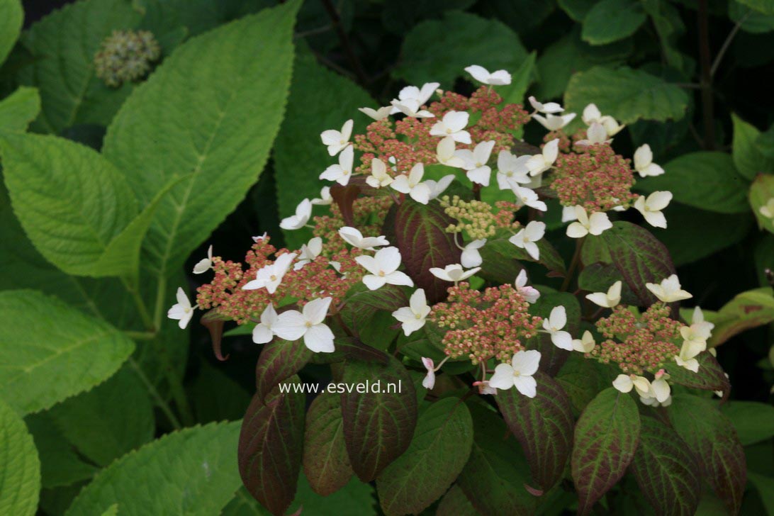 Hydrangea serrata var. koreana