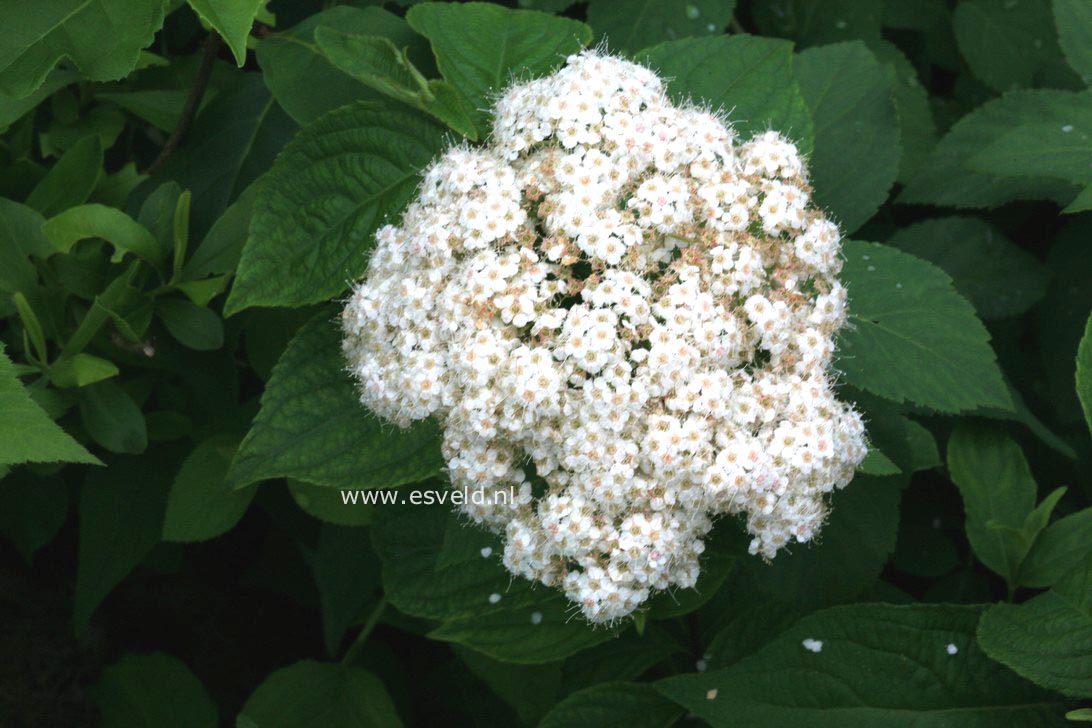 Spiraea corymbosa 'Ziggy Stardust'