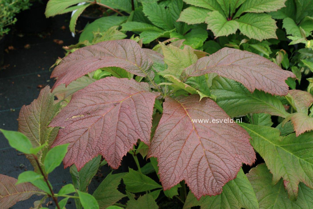 Rodgersia podophylla 'Rotlaub'