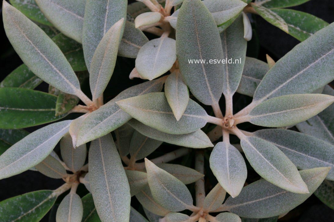 Rhododendron 'Silbervelours'