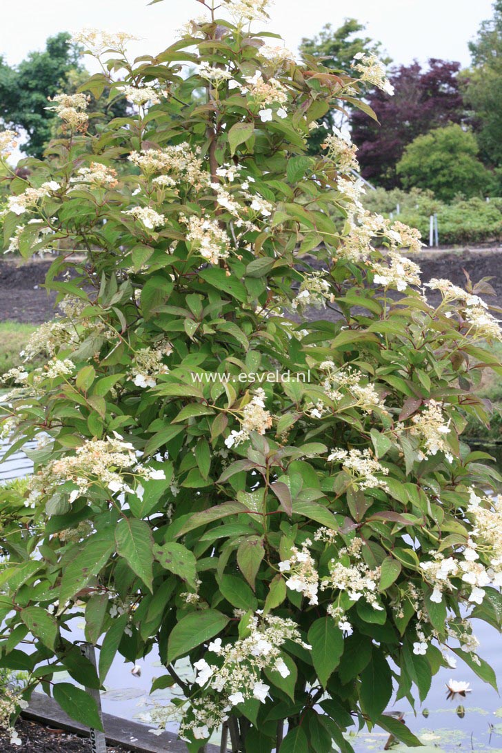 Hydrangea heteromalla 'Snowcap'