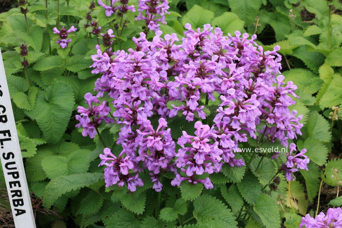 Stachys macrantha 'Superba'