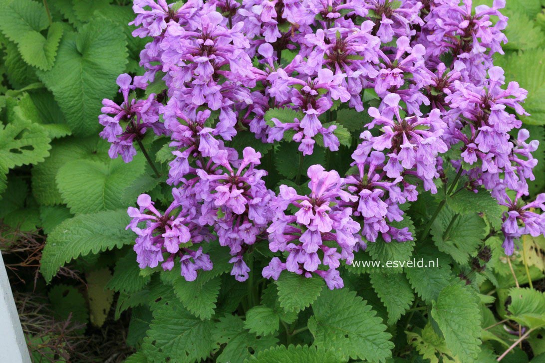 Stachys macrantha 'Superba'