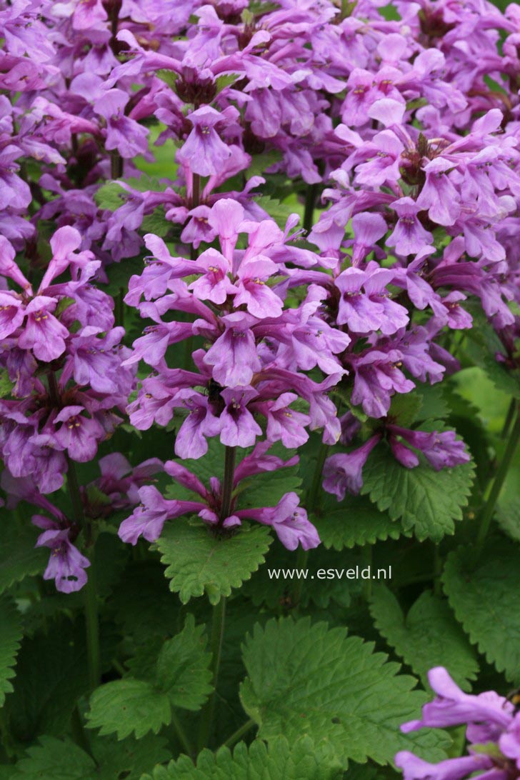 Stachys macrantha 'Superba'