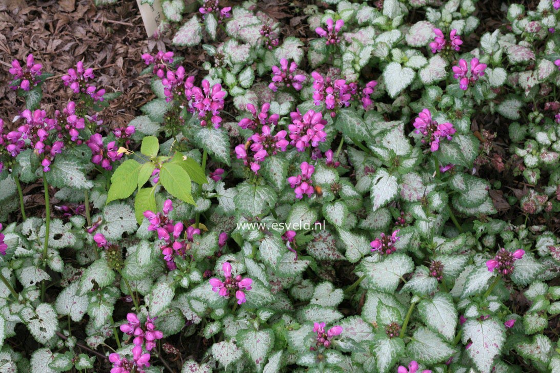 Lamium maculatum 'Beacon Silver'