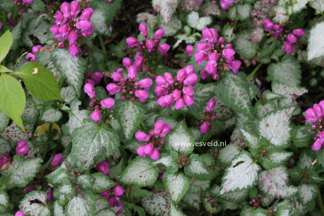 Lamium maculatum 'Beacon Silver'