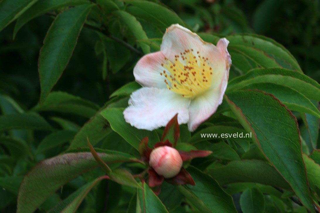 Stewartia rostrata