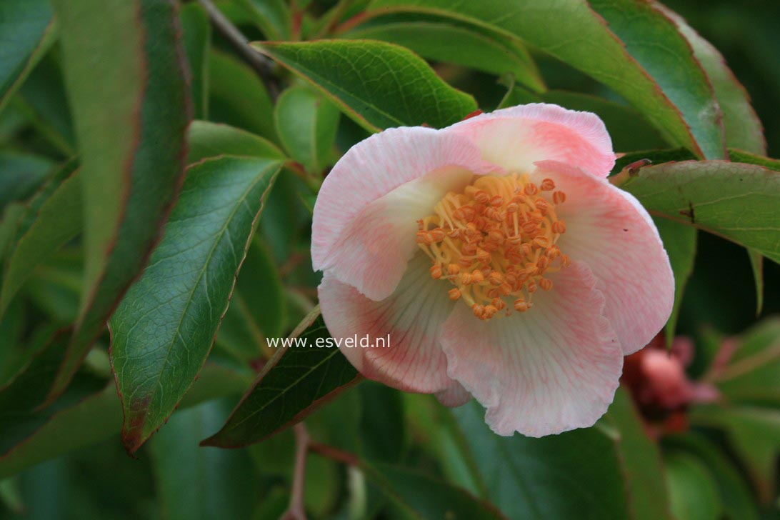 Stewartia rostrata